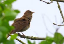 જિપ્સીનો વિસામો: મધુવનમાં કોયલ બોલી!